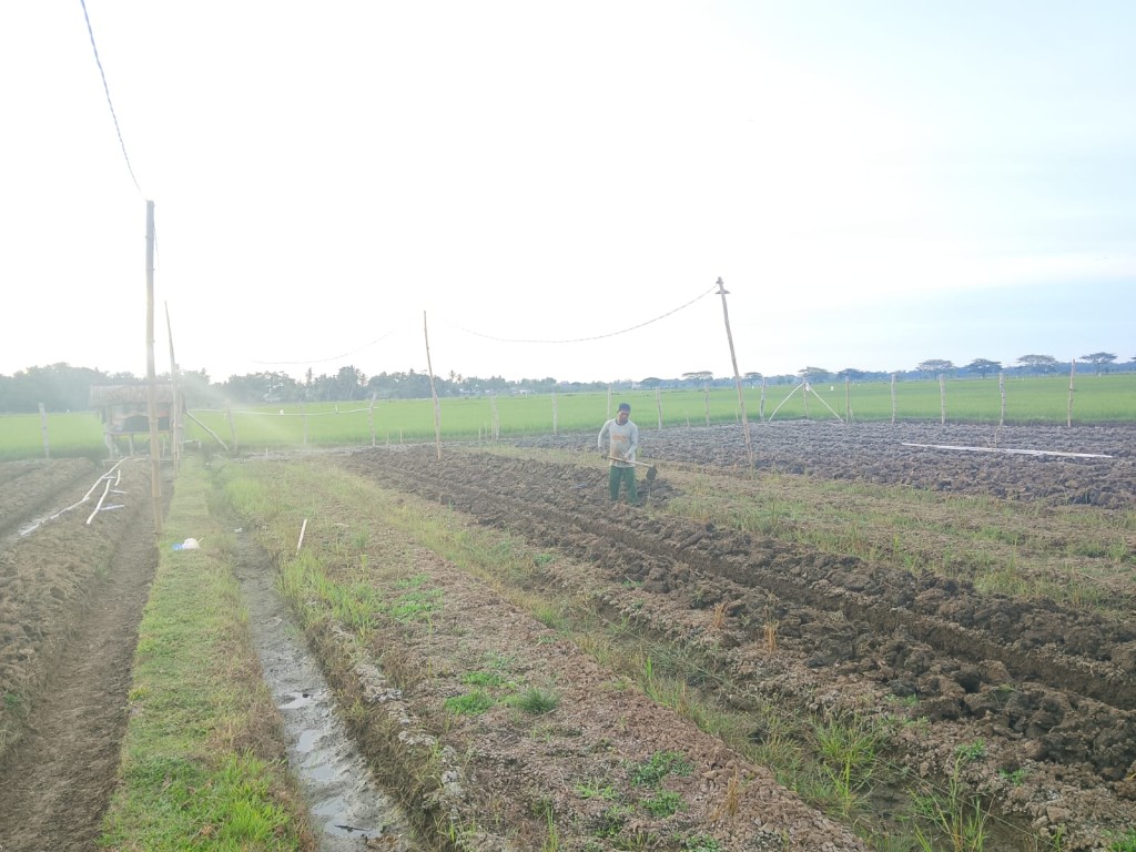 Sektor lahan perkebunan tanaman pangan bawang merah.