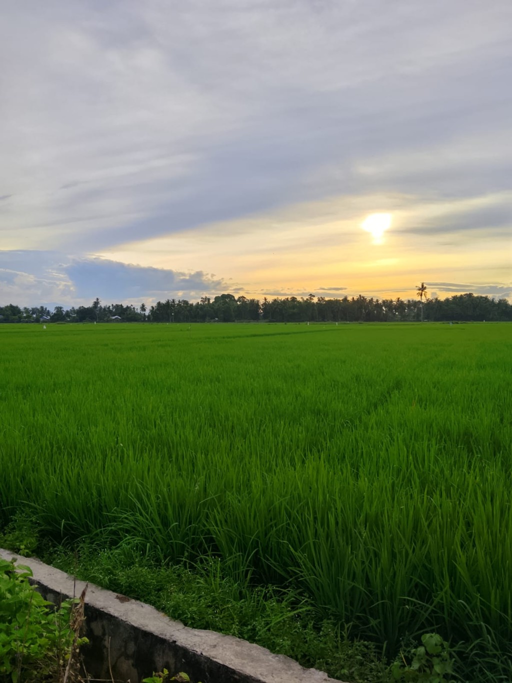Sektor pertanian tanaman pangan padi 